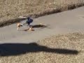 Wasp V3 - First Try at Flying