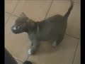 Luma 2 de 2