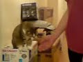 My Cat Pinky doing her Handshakes