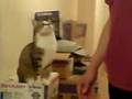 My Cat Pinky doing her Handshakes