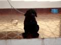 videos de Minha BB