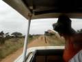videos de safari nello stavo kenia