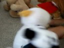 Webkinz (LOL) Webkinz (LOL)