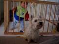 How Westie say Thank You