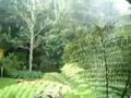 giant puriri windbreak
