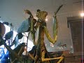 mantis