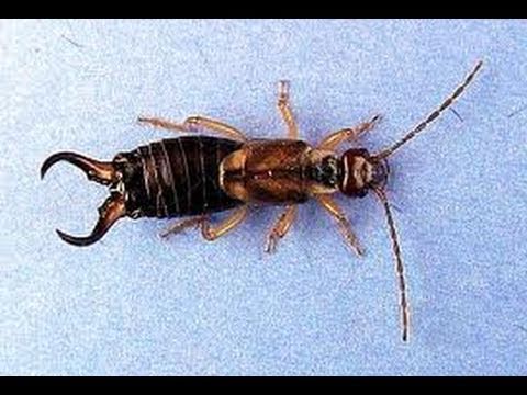 how to i get rid of earwigs