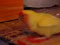 The Lovely bird- Fishball and her Mother- Lisa