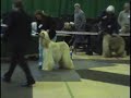 best dog BAHC feb 2007