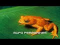 top 20 animales extintos y animales en peligro de extinción