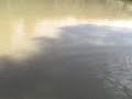 pesca