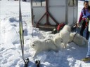 Une Journée Samoyédes A Tignes