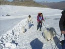 Une Journée Samoyédes A Tignes