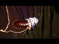 Live Hissing Rhinestone Cockroach, Jared Gold, Threadbanger