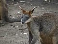 koala-park-west-pennant-hills-sydney-australia.html