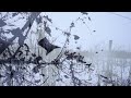 winter feeling | Nikon D90 | HD