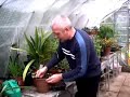 Propagate Cyclamen Propagate Cyclamen