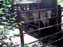 Cows_1 Vacas_1