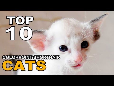 TOP 10 COLORPOINT SHORTHAIR CATS BREEDS