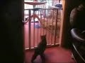gatito de mierda
