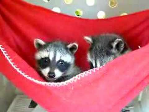 0 Baby Raccoons in Red Hammock