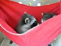 Baby Raccoons in Red Hammock