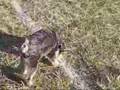 Schnauzer Miniatura video