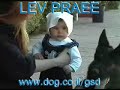 German Shepherd Dog : Blek from Lev Praee Israel German Shepherd Dog : Blek from Lev Praee Israel