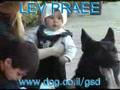 German Shepherd  Dog : Blek from Lev Praee Israel