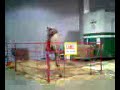 Camel.mpeg