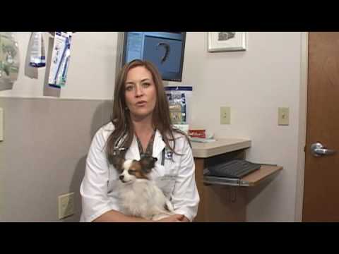 how to relieve constipation in dogs