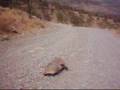 videos de Turtle's Sex Agression