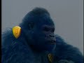 Blue Gorilla Coffee PR in Japan
