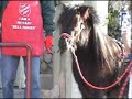 Christmas pony