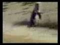 videos de a penguin raving