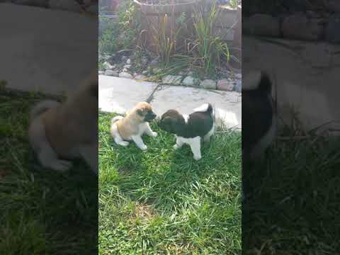 Our female puppy MADISON