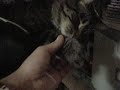 Tank Has 24 Toes (Paws) Tank Has 24 Toes (Paws)