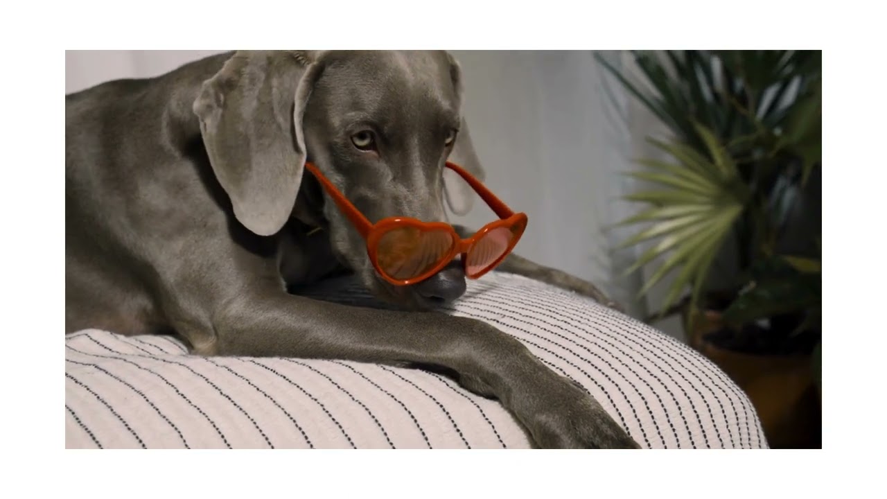 Delray Beach Valentine's Day Pet Care Services