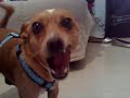 cuqui comiendo chicle