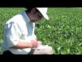 Preparing Insect and Plant Disease Samples