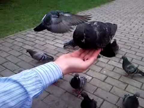 Видео 'Голуби кушают с руки'