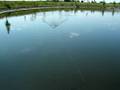 Medusa Topwater Globe Musky Northern Pike Lure Bait