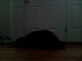 Ask a Kitten (Are You The Second Jesus?)