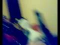 videos de 01012009127