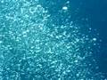 whale shark