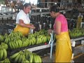 PROCESO COSECHA BANANO