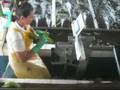 PROCESO COSECHA BANANO