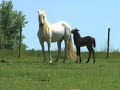 Stallion meets his foal