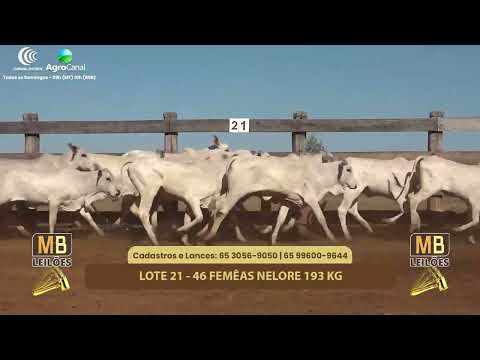 510� LEIL�O VIRTUAL MB LEIL�ES