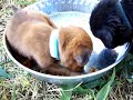 A Runt and His Food A Runt and His Food